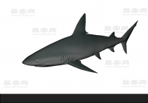 鲨鱼3D模型