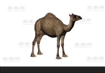 骆驼 3d模型