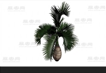 棕榈树 3d模型