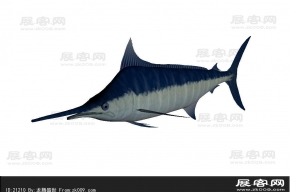 鲨鱼 3d模型