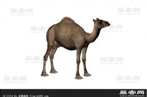 骆驼 3d模型