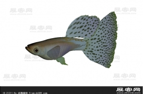 金鱼3D模型