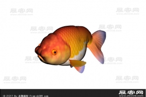 金鱼3D模型